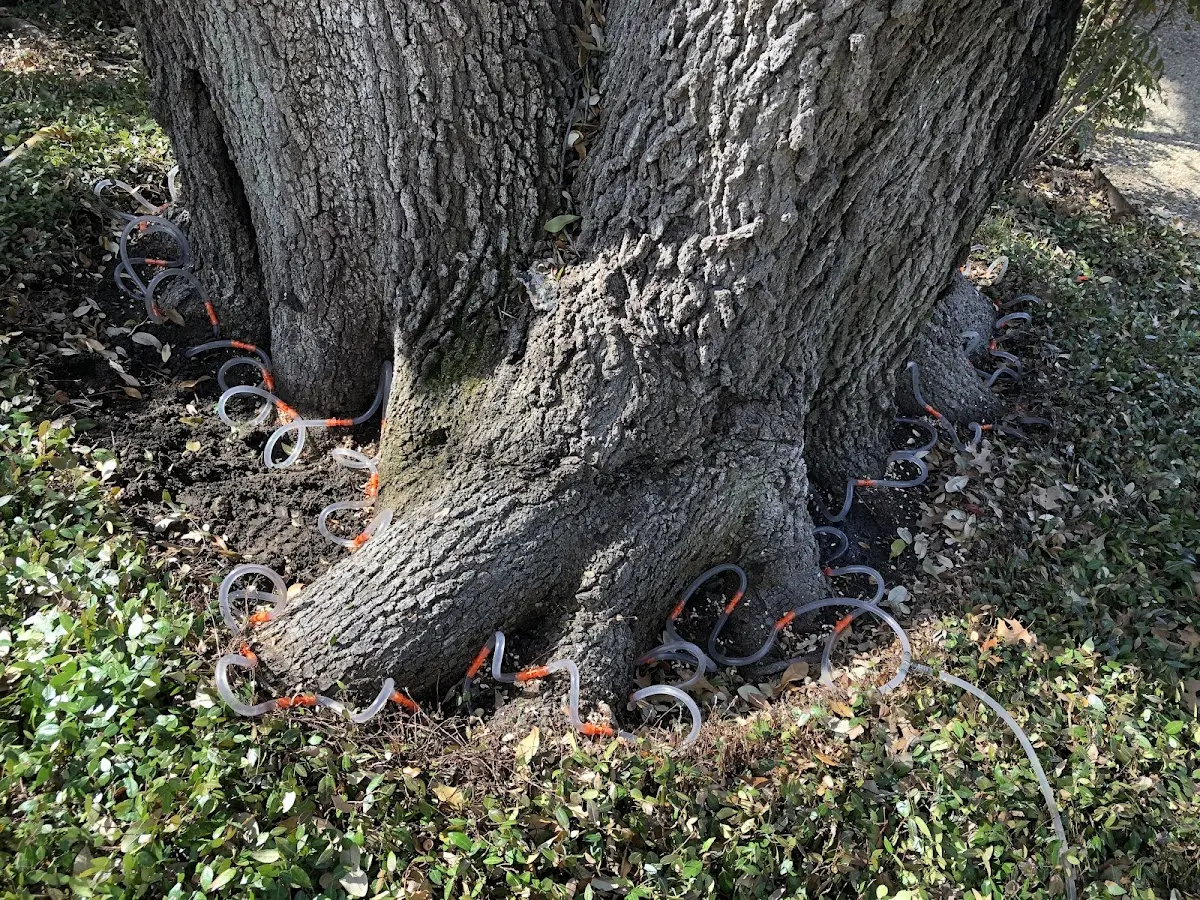 Detailed Shrub and Hedge Trimming job site in Pinon