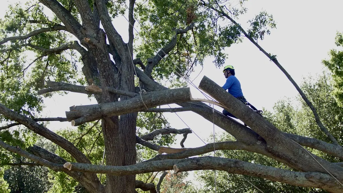 Professional Crown Thinning performed by certified arborists in Pinon