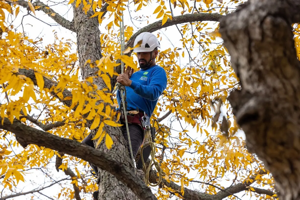 Skilled Tree Planting crew working in Pinon